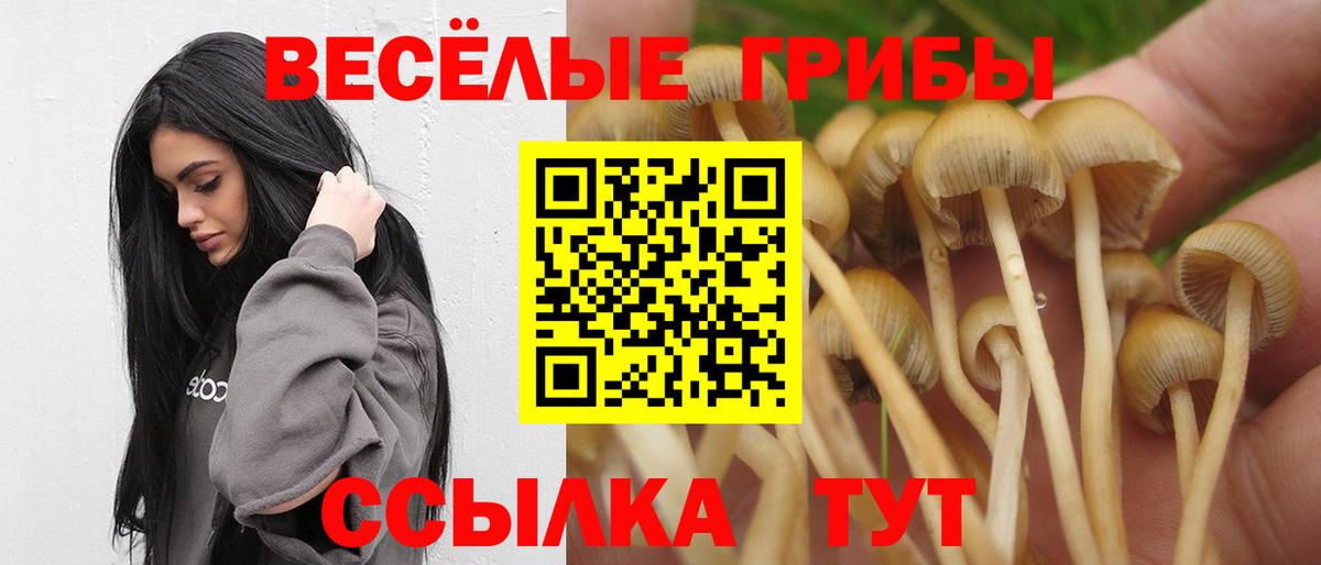 Псилоцибиновые грибы GOLDEN TEACHER  Каменка  Псилоцибиновые грибы Cubensis 